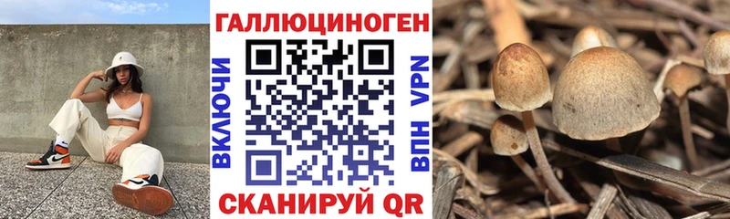 наркота  Белебей  Псилоцибиновые грибы Psilocybe 